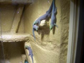 Phelsuma Standingi