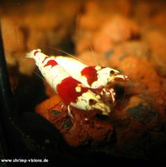 Red Bee Shrimp Grade SS Doppel Hinomaru, No entry, Small Lips. Reinerbige Tomat