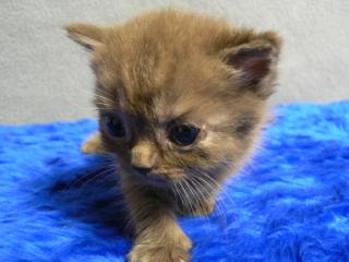 BKH Kitten suchen ein neues Zuhause