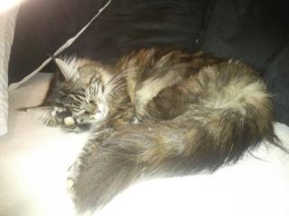 1 wunderschöne Maine Coon in liebevolle Hände abzugeben