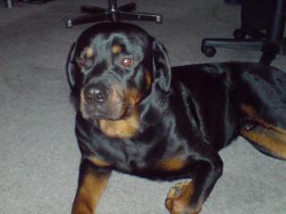 Kinderlieben Rottweiler zu verkaufen