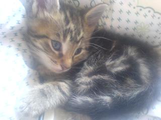 5 Maine coon mix Babys abzugeben