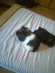 4 liebe kleine Meerschweinchen suchen dringend zu Hause