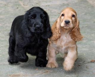 Süße Cocker spaniel Welpen suchen Ihre Familie