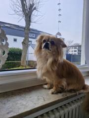 Deckrüde für Pekinesen Mädchen gesucht