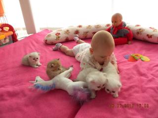 PERSERBABYS MIT PAPIERE 350 Euro