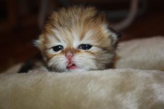 Wunderschönes Exotic Shorthair Mädchen sucht ein liebevolles Zu Hause