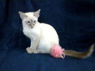 SIAM LANGHAARIG BALINESE KASTRIERT W