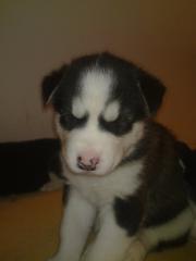 Husky Welpen ab sofort abzugeben