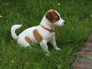 Suche Jack Russel Welpen ab Dezember