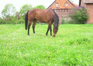 Edler Vollblut Wallach
