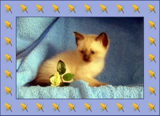 Siam Thai Kitten
