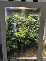 Pantherchamäleon mit Terrarium