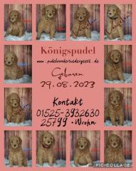 Grosspudel Welpen in Apricot