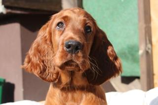 Irish Setter Welpen mit VDH Papieren