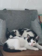 2 Katzen suchen neues zuhause