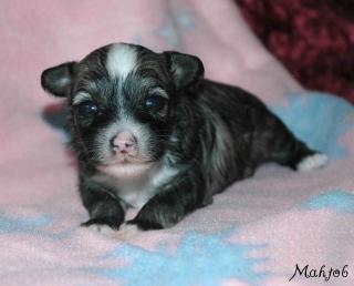 Chinese crested dog