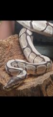 2. 2 Python regius verschiedene Morphen