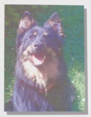 Altdeutscher Hütehund Gelbbacke