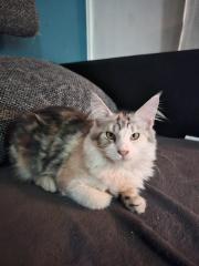 Maine Coon mit Stammbaum