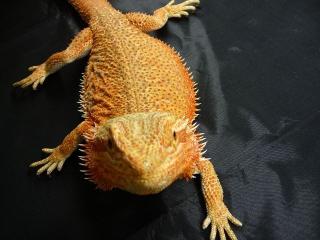 Bartagame Adultes Zuchtweibchen Crimson Red abzugeben