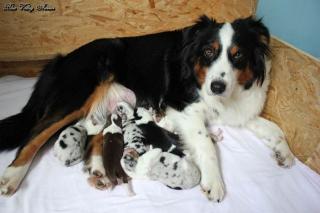 Australian Shepherd Welpen in allen Farben