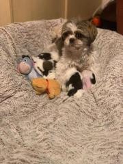 Chihuahua Shih Tzu Welpen