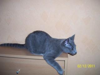 Russisch Blau Kater