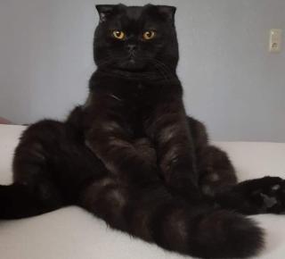 Scottish fold Katze und Kater abzugeben