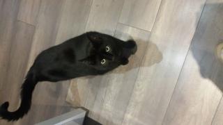 Kater sucht ein Zuhause