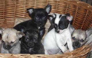 Chihuahua Welpen lang-und kurzhaar