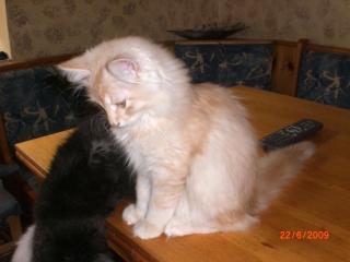Sibirische und Neva Masquarade Kitten