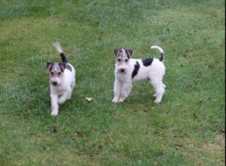 Drahthaar Foxterrier Welpe.