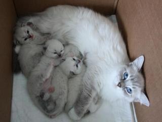 Ragdoll Babys stellen sich vor.