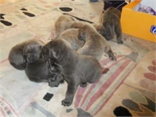 Cane Corso Italiano