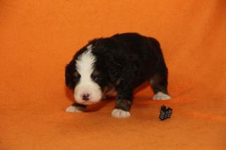 Berner Sennenhundwelpen