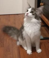 Typvolle Norwegische Waldkatze mit Papiere EU Ausweis Impfungen aus NRW Essen