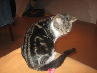 Katzenbabys abzugeben ab anfang November