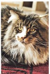Achtung Sie suchen eine XXL Champion Maine Coon