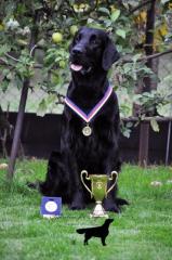 Angebot Deckung schöner und erfolgreicher Flat Coated Retriever