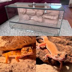 2 Leopardgeckos Weibchen Terrarium Zubehör