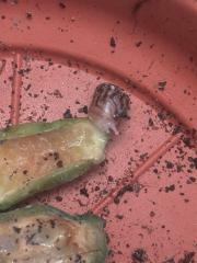 Achatschnecken achatina reiculata