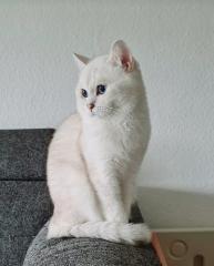 Deckkater BKH mit Stammbaum