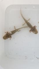 Axolotl Jungtiere
