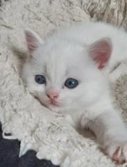 Bkh Kitten, Katzenbabys, weiß, blue, blue tortie