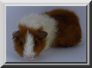 Meerschweinchen Rex Weibchen
