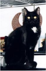 Dringend neues Zuhause gesucht