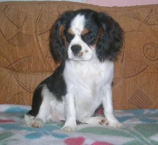Cavalier King Charles Spaniel