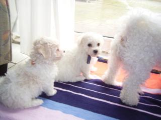 Jetzt neu in im kreis borken von tiffany s garden die bichon a poil frise und bo