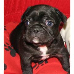 Französisch Bulldogge Welpen mit Papieren